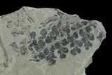 Pennsylvanian Fossil Fern (Sphenopteris) Plate - Kentucky #137743-1
